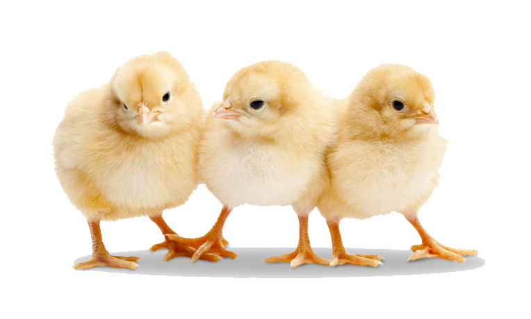 Controlled environment isolators for poultry.